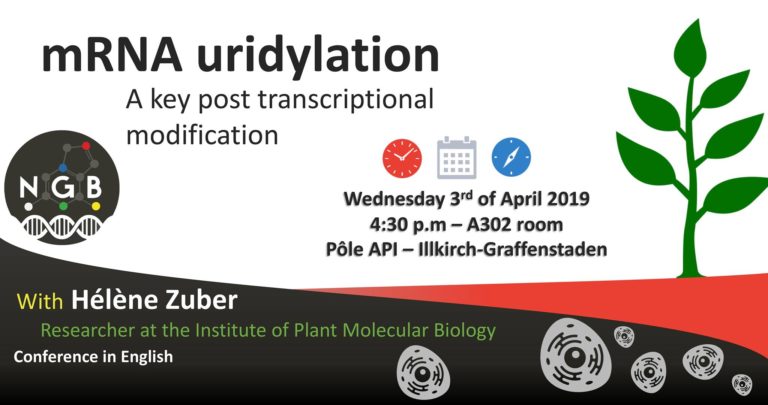 mRNA Uridylation